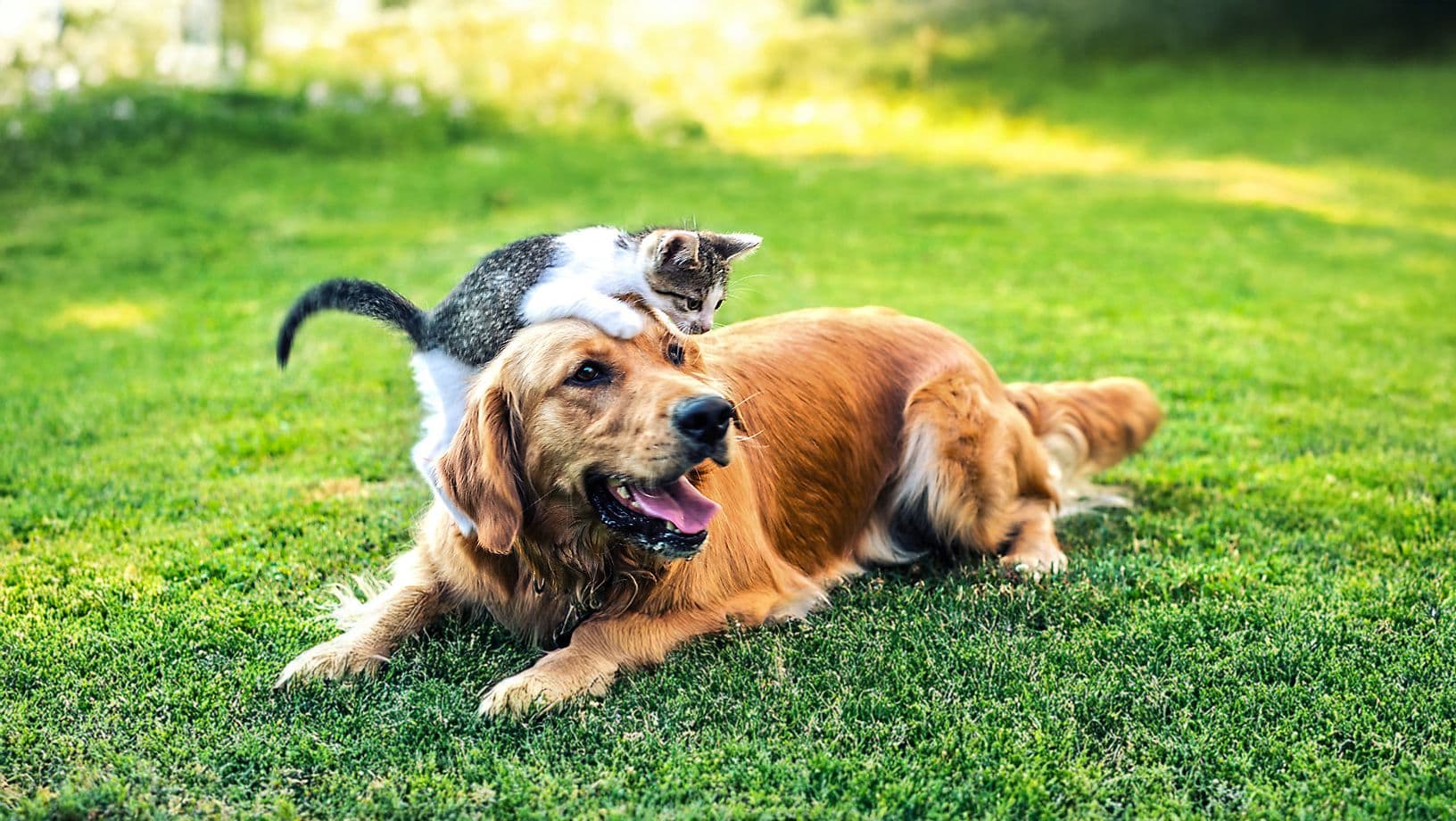 Happy Pets