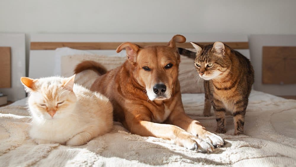 Happy Pets