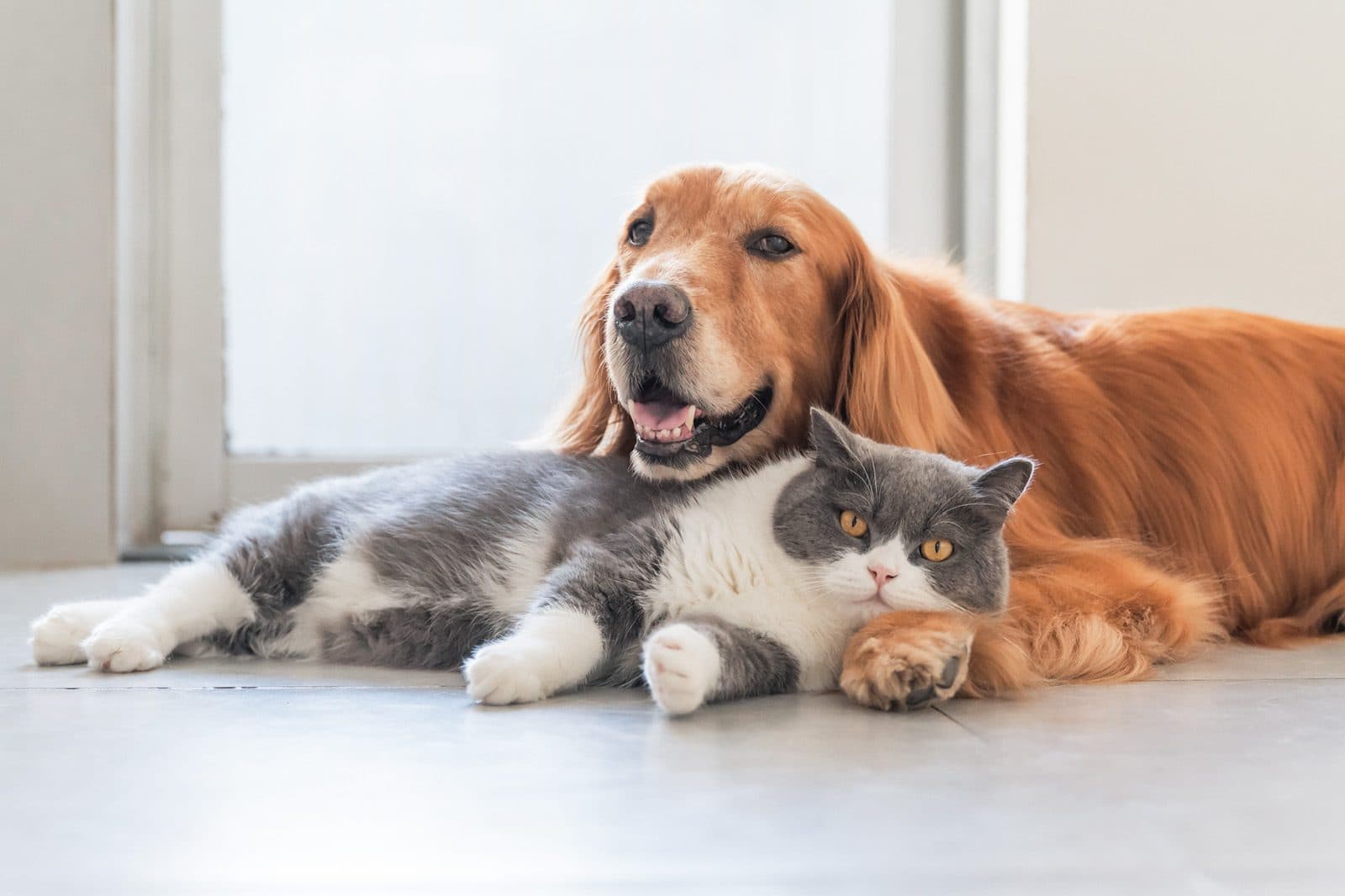 Happy Pets